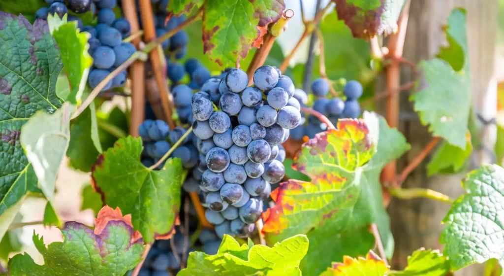 Uvas de vino tinto